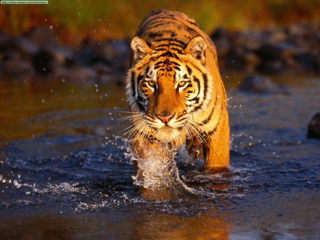 sundarbans jungle trip experience