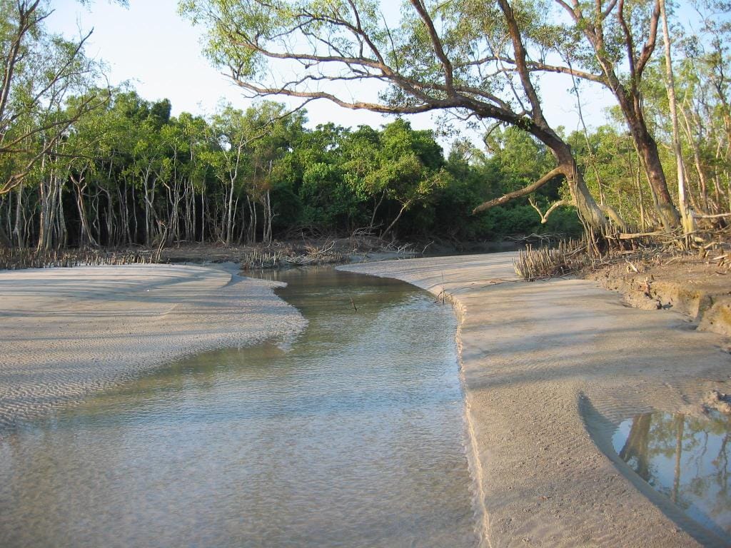 sundarban jungle